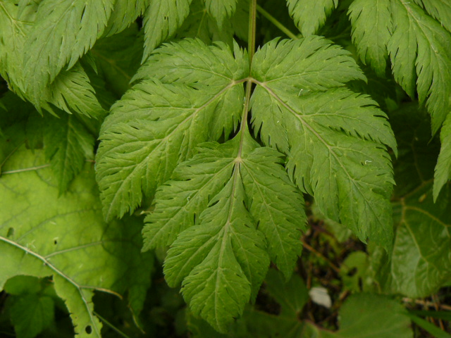 Chaerophyllum hirsutum / Cerfoglio irsuto